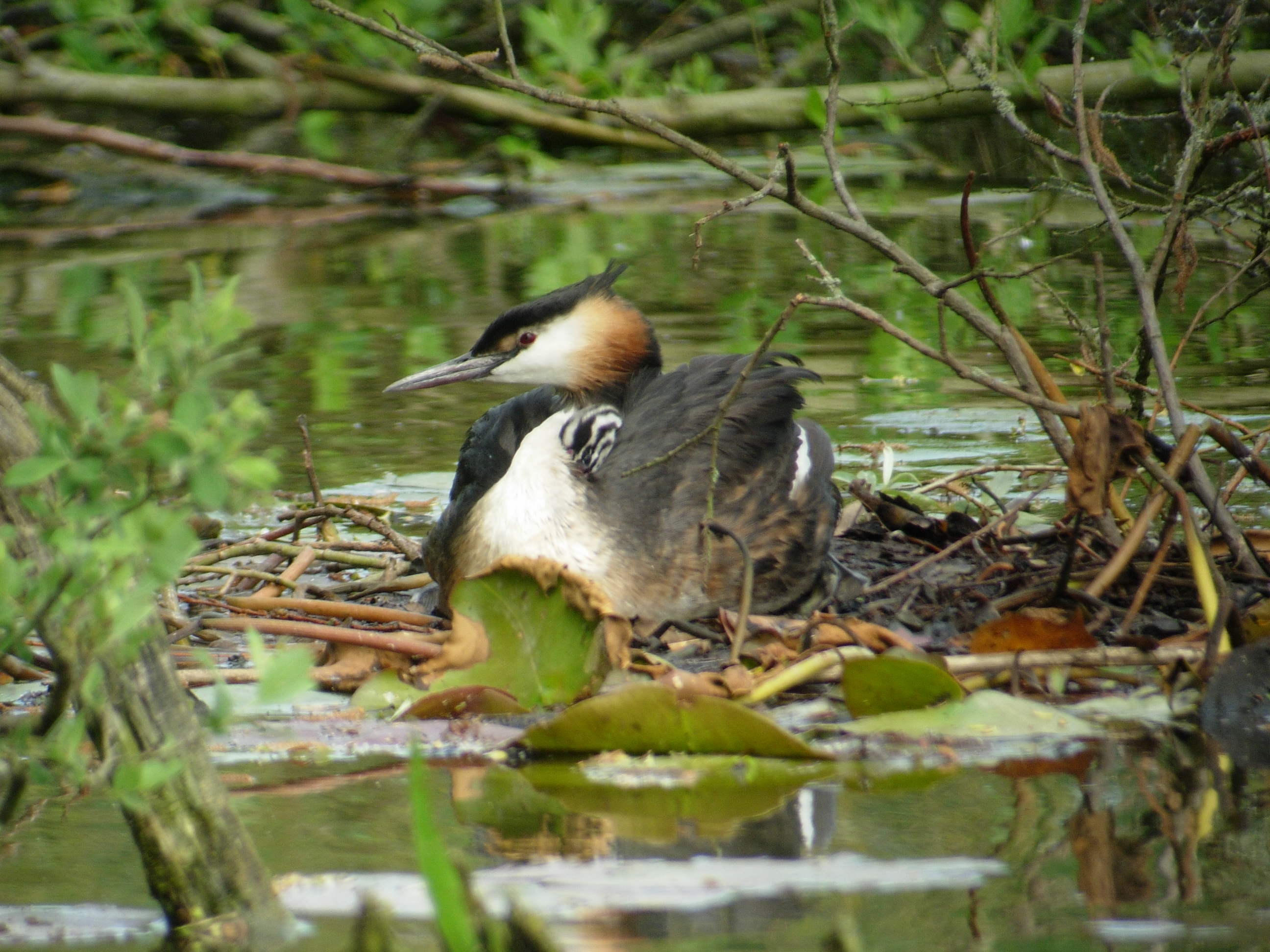 Sortie Ornithologique au Hâble d’Ault